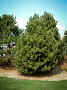 Сосна Чёрная (Pinus Nigra) купить по цене от 270.00р. в интернет-магазине «Посадика» с доставкой почтой в в Баймаке и по всей России – [изображение №1].