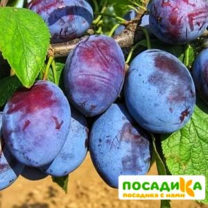 Слива Чачакская ранняя купить по цене от 229.00р. в интернет-магазине «Посадика» с доставкой почтой в в Баймаке и по всей России – [изображение №1].