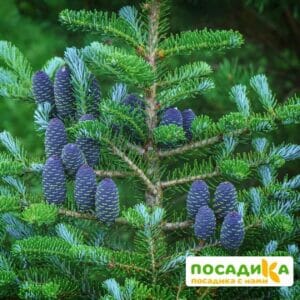 Пихта корейская (Abies koreana) купить по цене от 450.00р. в интернет-магазине «Посадика» с доставкой почтой в в Баймаке и по всей России – [изображение №1].