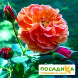 Роза Арабия купить по цене от 350.00р. в интернет-магазине «Посадика» с доставкой почтой в в Баймаке и по всей России – [изображение №1].