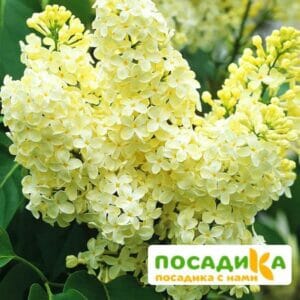 Сирень Примроуз (Primrose) купить по цене от 529.00р. в интернет-магазине «Посадика» с доставкой почтой в в Баймаке и по всей России – [изображение №1].