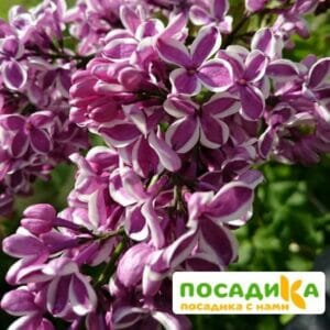 Сирень Сенсация купить по цене от 529.00р. в интернет-магазине «Посадика» с доставкой почтой в в Баймаке и по всей России – [изображение №1].