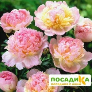 Пион Распберри Сандей (Paeonia Raspberry Sundae) купить по цене от 959р. в интернет-магазине «Посадика» с доставкой почтой в в Баймаке и по всей России – [изображение №1].