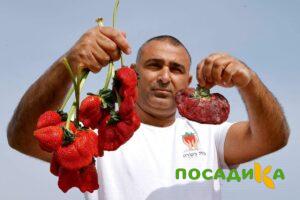 Клубника Гигант Джорнея купить по цене от 266р. в интернет-магазине «Посадика» с доставкой почтой в в Баймаке и по всей России – [изображение №1].