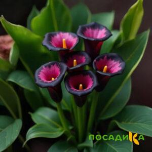 Калла Аура Лейс купить по цене от 400р. в интернет-магазине «Посадика» с доставкой почтой в в Баймаке и по всей России – [изображение №1].