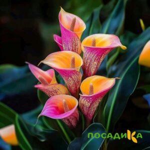 Калла Оникс купить по цене от 450р. в интернет-магазине «Посадика» с доставкой почтой в в Баймаке и по всей России – [изображение №1].