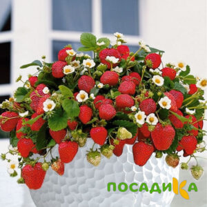 Клубника Рубиновый Шепот (горшечная) купить по цене от 240р. в интернет-магазине «Посадика» с доставкой почтой в в Баймаке и по всей России – [изображение №1].