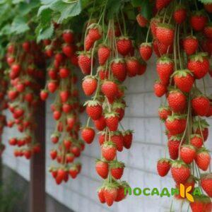 Клубника вьющаяся Комплимент купить по цене от 470р. в интернет-магазине «Посадика» с доставкой почтой в в Баймаке и по всей России – [изображение №1].