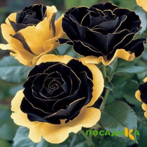 Роза Ханни Сикл купить по цене от 700р. в интернет-магазине «Посадика» с доставкой почтой в в Баймаке и по всей России – [изображение №1].