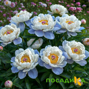 Пион акварельный Этюд купить по цене от 806р. в интернет-магазине «Посадика» с доставкой почтой в в Баймаке и по всей России – [изображение №1].