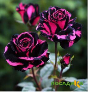 Роза Багровый Шепот купить по цене от 366р. в интернет-магазине «Посадика» с доставкой почтой в в Баймаке и по всей России – [изображение №1].