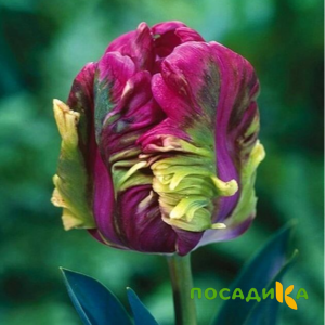 Тюльпан Экзотик Хэвен купить по цене от 186р. в интернет-магазине «Посадика» с доставкой почтой в в Баймаке и по всей России – [изображение №1].
