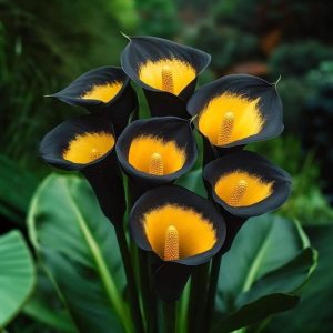 Калла Легато купить по цене от 620р. в интернет-магазине «Посадика» с доставкой почтой в в Баймаке и по всей России – [изображение №1].