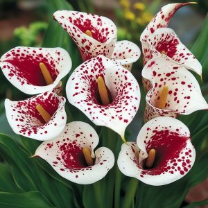 Калла Эмпайр купить по цене от 302р. в интернет-магазине «Посадика» с доставкой почтой в в Баймаке и по всей России – [изображение №1].