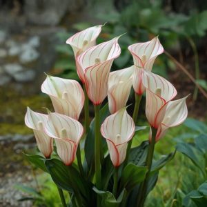 Калла Глейшер купить по цене от 299р. в интернет-магазине «Посадика» с доставкой почтой в в Баймаке и по всей России – [изображение №1].