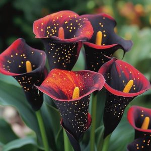 Калла Нуар купить по цене от 299р. в интернет-магазине «Посадика» с доставкой почтой в в Баймаке и по всей России – [изображение №1].