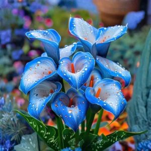 Калла Портрейт купить по цене от 292р. в интернет-магазине «Посадика» с доставкой почтой в в Баймаке и по всей России – [изображение №1].