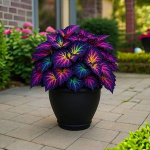 Хоста Фрости Блю купить по цене от 389р. в интернет-магазине «Посадика» с доставкой почтой в в Баймаке и по всей России – [изображение №1].