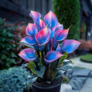 Калла Импрессия купить по цене от 590р. в интернет-магазине «Посадика» с доставкой почтой в в Баймаке и по всей России – [изображение №1].