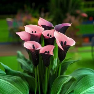 Калла Энигма купить по цене от 291р. в интернет-магазине «Посадика» с доставкой почтой в в Баймаке и по всей России – [изображение №1].