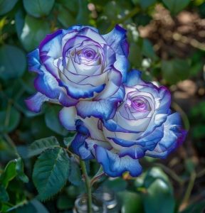 Роза Пэтолз Хоуп купить по цене от 333р. в интернет-магазине «Посадика» с доставкой почтой в в Баймаке и по всей России – [изображение №1].