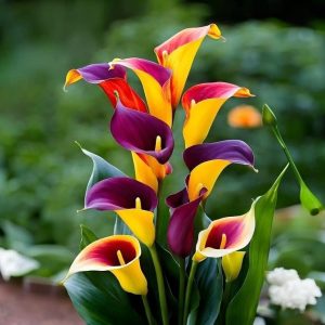 Калла Кристалл купить по цене от 450р. в интернет-магазине «Посадика» с доставкой почтой в в Баймаке и по всей России – [изображение №1].