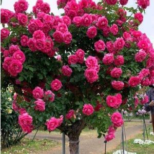 Роза Версаля купить по цене от 232р. в интернет-магазине «Посадика» с доставкой почтой в в Баймаке и по всей России – [изображение №1].