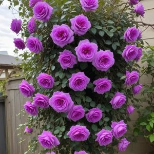 Роза Мистик Уайт купить по цене от 620р. в интернет-магазине «Посадика» с доставкой почтой в в Баймаке и по всей России – [изображение №1].