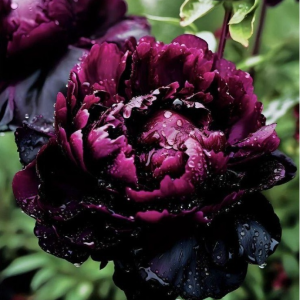 Пион Темный Сад купить по цене от 421р. в интернет-магазине «Посадика» с доставкой почтой в в Баймаке и по всей России – [изображение №1].