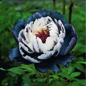 Пион Древовидный Инь-Янь купить по цене от 419р. в интернет-магазине «Посадика» с доставкой почтой в в Баймаке и по всей России – [изображение №1].