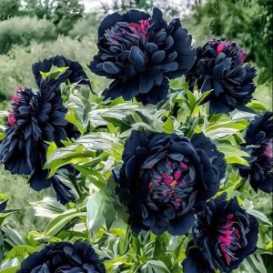 Пион древовидный Сердце Афродиты купить по цене от 600р. в интернет-магазине «Посадика» с доставкой почтой в в Баймаке и по всей России – [изображение №1].