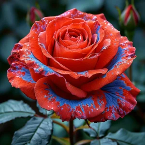 Роза Сикрет Гарден купить по цене от 619р. в интернет-магазине «Посадика» с доставкой почтой в в Баймаке и по всей России – [изображение №1].