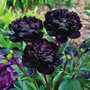 Пион Королевский Бархат купить по цене от 419р. в интернет-магазине «Посадика» с доставкой почтой в в Баймаке и по всей России – [изображение №1].