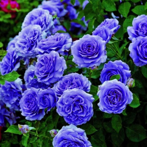 Роза Блю Мун купить по цене от 450р. в интернет-магазине «Посадика» с доставкой почтой в в Баймаке и по всей России – [изображение №1].