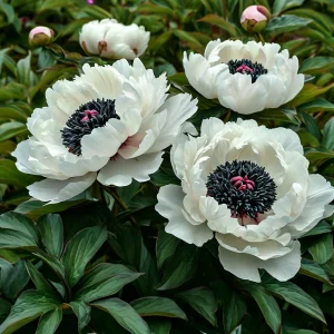 Пион Инк Эн купить по цене от 429р. в интернет-магазине «Посадика» с доставкой почтой в в Баймаке и по всей России – [изображение №1].