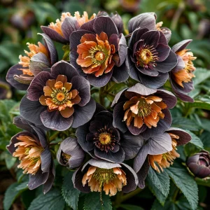 Морозник Блум Айс купить по цене от 499р. в интернет-магазине «Посадика» с доставкой почтой в в Баймаке и по всей России – [изображение №1].