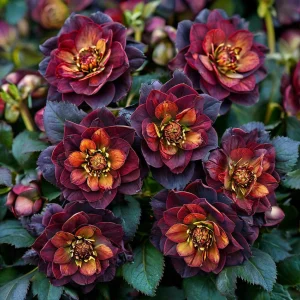 Морозник Сноу Дроп купить по цене от 348р. в интернет-магазине «Посадика» с доставкой почтой в в Баймаке и по всей России – [изображение №1].