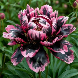 Пион Дроп Руби купить по цене от 469р. в интернет-магазине «Посадика» с доставкой почтой в в Баймаке и по всей России – [изображение №1].