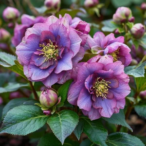 Морозник Айс Принцесс Чарм купить по цене от 650р. в интернет-магазине «Посадика» с доставкой почтой в в Баймаке и по всей России – [изображение №1].