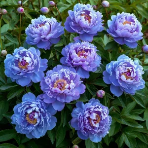 Пион Голубой лотос купить по цене от 590р. в интернет-магазине «Посадика» с доставкой почтой в в Баймаке и по всей России – [изображение №1].