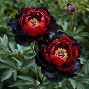 Пион Эбеновый Рубин купить по цене от 419р. в интернет-магазине «Посадика» с доставкой почтой в в Баймаке и по всей России – [изображение №1].