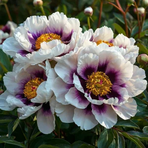 Пион Эко Саммер купить по цене от 548р. в интернет-магазине «Посадика» с доставкой почтой в в Баймаке и по всей России – [изображение №1].