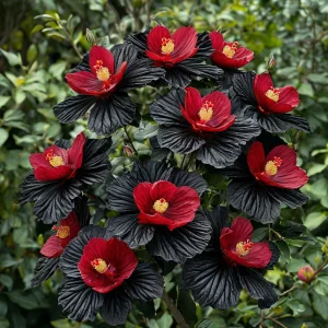 Гибискус Ройял Афеа купить по цене от 460р. в интернет-магазине «Посадика» с доставкой почтой в в Баймаке и по всей России – [изображение №1].