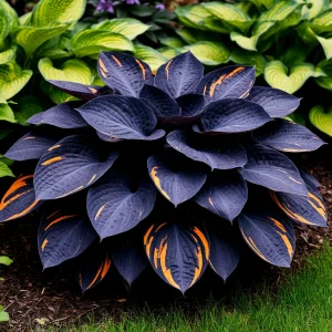 Хоста Умбра купить по цене от 349р. в интернет-магазине «Посадика» с доставкой почтой в в Баймаке и по всей России – [изображение №1].