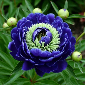 Пион Дримвивер купить по цене от 417р. в интернет-магазине «Посадика» с доставкой почтой в в Баймаке и по всей России – [изображение №1].