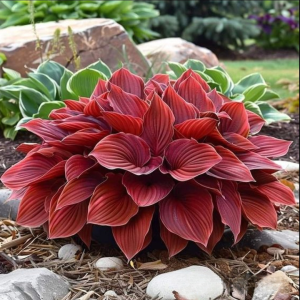 Хоста Рэд Эйнджл купить по цене от 549р. в интернет-магазине «Посадика» с доставкой почтой в в Баймаке и по всей России – [изображение №1].