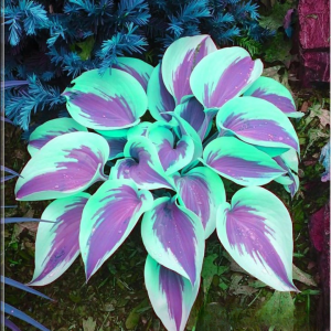 Хоста Висперин Бьюти купить по цене от 379р. в интернет-магазине «Посадика» с доставкой почтой в в Баймаке и по всей России – [изображение №1].