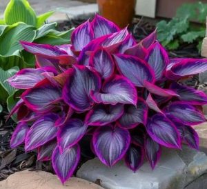 Хоста Сикрет Гарденс купить по цене от 549р. в интернет-магазине «Посадика» с доставкой почтой в в Баймаке и по всей России – [изображение №1].