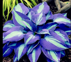 Хоста Аурелия купить по цене от 450р. в интернет-магазине «Посадика» с доставкой почтой в в Баймаке и по всей России – [изображение №1].