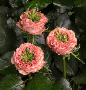 Роза Амбер Инчант купить по цене от 495р. в интернет-магазине «Посадика» с доставкой почтой в в Баймаке и по всей России – [изображение №1].